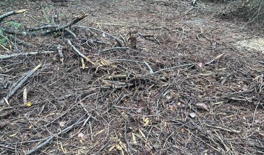 Photo #8 of 844 Sweet Raspberry, Lillington, NC 17.4 acres