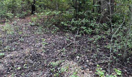 Photo #10 of 844 Sweet Raspberry, Lillington, NC 17.4 acres