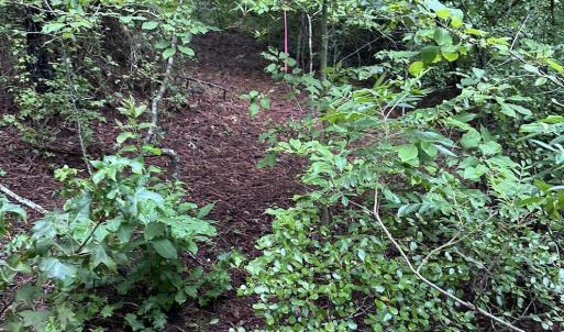 Photo #9 of 844 Sweet Raspberry, Lillington, NC 17.4 acres