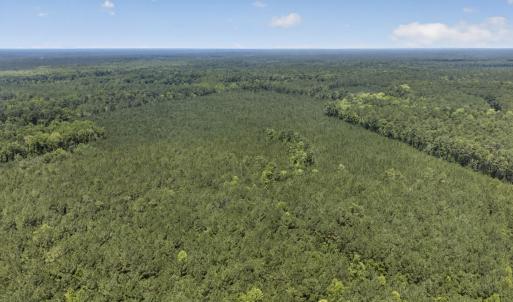 Photo #19 of 82 Acres Point Caswell Rd, Atkinson, NC 82.0 acres