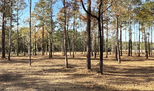 Photo #11 of Norfleet Shores, Belhaven, NC 112.0 acres