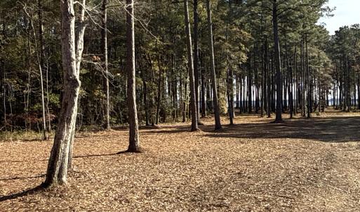 Photo #14 of Norfleet Shores, Belhaven, NC 112.0 acres
