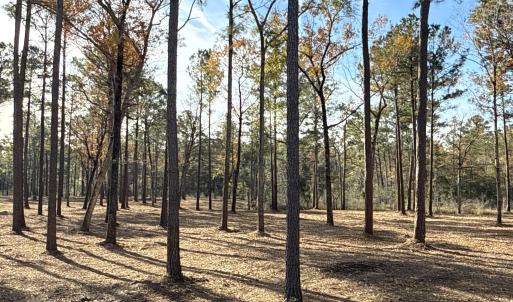 Photo #10 of Norfleet Shores, Belhaven, NC 112.0 acres