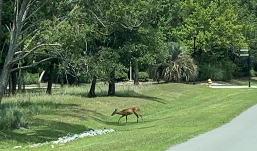 Photo #60 of 1901 Redfish, Supply, NC 0.7 acres