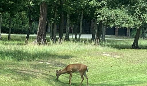 Photo #61 of 1901 Redfish, Supply, NC 0.7 acres