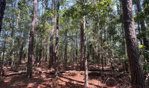 Photo #7 of 94 Whortonsville, Merritt, NC 10.1 acres