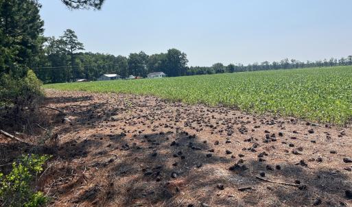 Photo #8 of 94 Whortonsville, Merritt, NC 10.1 acres