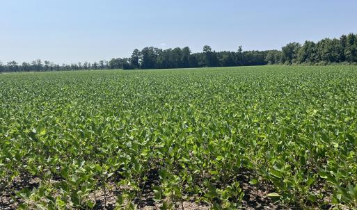Photo #9 of 94 Whortonsville, Merritt, NC 10.1 acres