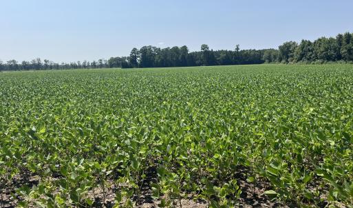 Fields