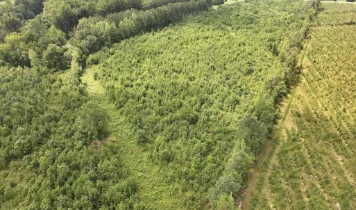 Photo #11 of 15 Rainbow, Scotland Neck, NC 14.2 acres