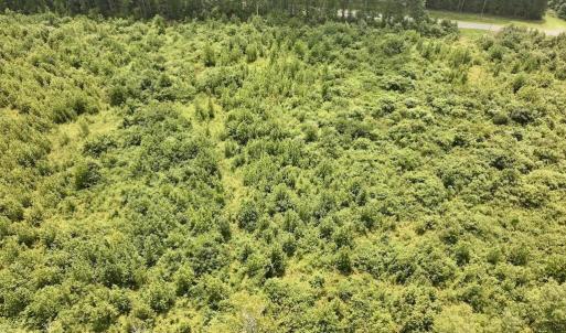 Photo #13 of 15 Rainbow, Scotland Neck, NC 14.2 acres