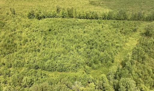 Photo #8 of 15 Rainbow, Scotland Neck, NC 14.2 acres
