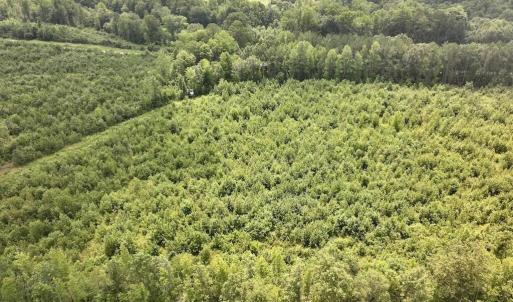 Photo #12 of 15 Rainbow, Scotland Neck, NC 14.2 acres