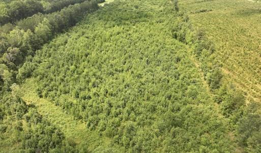 Photo #10 of 15 Rainbow, Scotland Neck, NC 14.2 acres