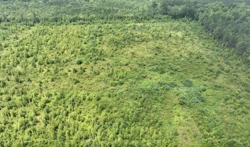 Photo #14 of Hwy 561, Halifax, NC 24.5 acres