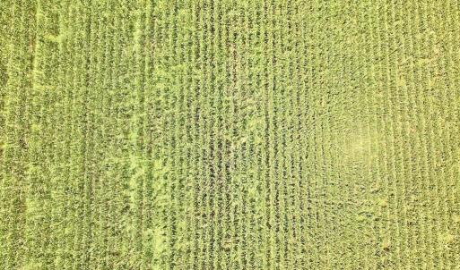 Photo #20 of Hwy 561, Halifax, NC 24.5 acres