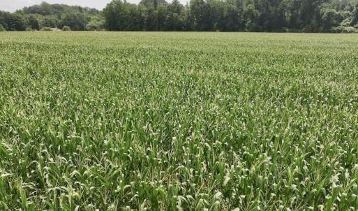 Photo #23 of Hwy 561, Halifax, NC 24.5 acres