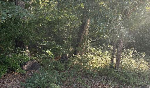 Photo #3 of Gully Creek, Leland, NC 25.6 acres