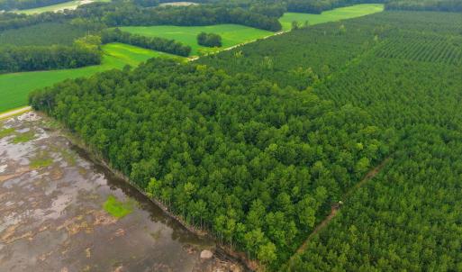 Photo #4 of Saintsville, Greenville, NC 11.5 acres