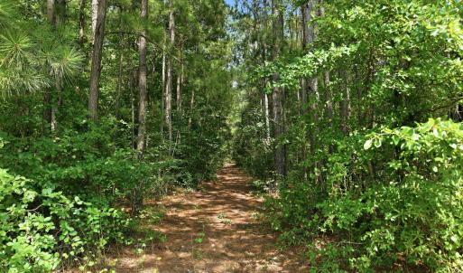 Photo #14 of Saintsville, Greenville, NC 11.5 acres