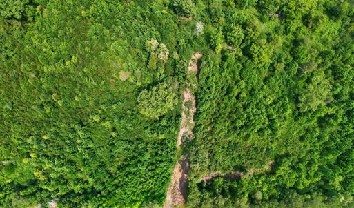 Photo #6 of 382 Alston Horton Service, Pittsboro, NC 25.4 acres