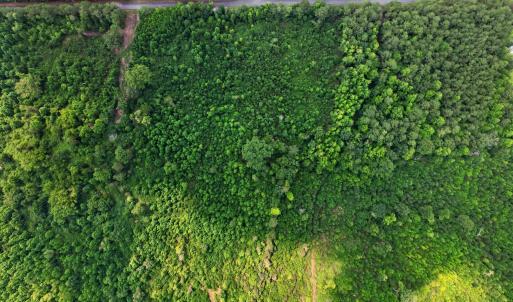 Photo #7 of 382 Alston Horton Service, Pittsboro, NC 25.4 acres