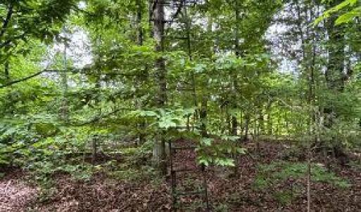 Photo #4 of 1188 Long Cane, Edgefield, SC 20.0 acres