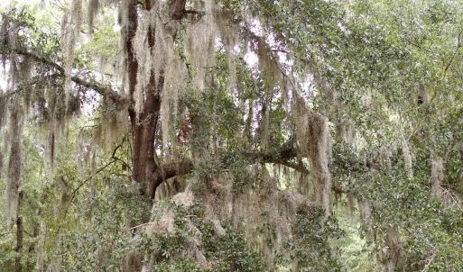 Photo #8 of 385 Sand Ridge, New Bern, NC