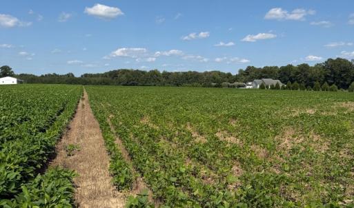 Photo #6 of 4140 Seth West, Dover, NC 10.2 acres