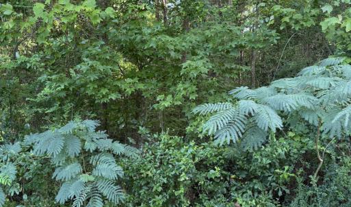 Photo #1 of 1197 Green Springs, New Bern, NC 1.0 acres