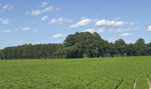 Photo #19 of 3085 Fire Dept, Williamston, NC 50.0 acres