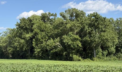 Photo #11 of 3085 Fire Dept, Williamston, NC 50.0 acres