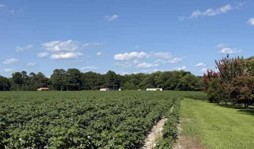 Photo #9 of 3085 Fire Dept, Williamston, NC 50.0 acres