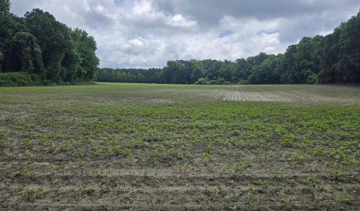 Photo #5 of Ballard, Williamston, NC 57.0 acres