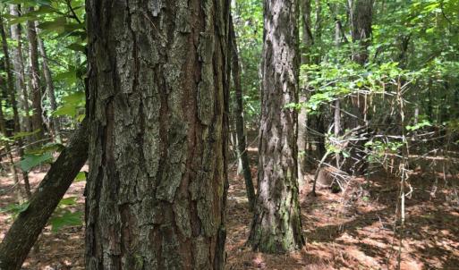 Photo #3 of Ballard, Williamston, NC 57.0 acres