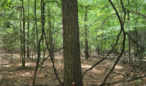 Photo #4 of Ballard, Williamston, NC 57.0 acres