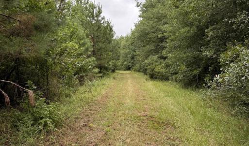 Photo #8 of 359 Roe And Sarah, Clarkton, NC 69.3 acres