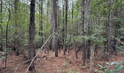 Photo #14 of 359 Roe And Sarah, Clarkton, NC 69.3 acres