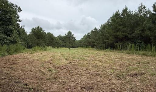 Photo #15 of 359 Roe And Sarah, Clarkton, NC 69.3 acres