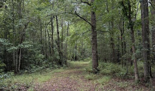Photo #11 of 359 Roe And Sarah, Clarkton, NC 69.3 acres