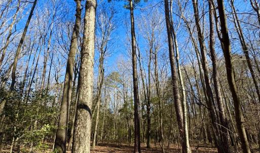 Photo #20 of Fred, Kenly, NC 36.5 acres