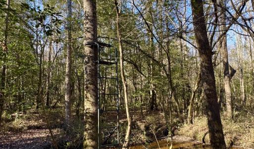 Photo #7 of Fred, Kenly, NC 36.5 acres