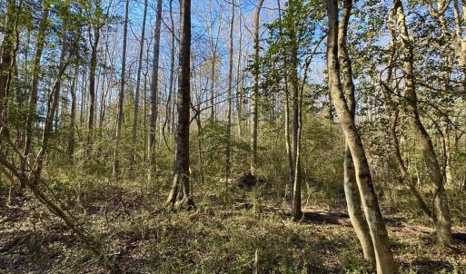 Photo #6 of Fred, Kenly, NC 36.5 acres