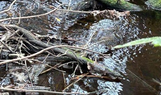 Photo #3 of Sand Ridge, Hubert, NC 8.0 acres