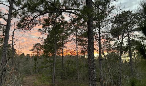 Photo #2 of Sand Ridge, Hubert, NC 8.0 acres