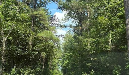 Photo #7 of Near 8944 Chauncey Town Rd, Lake Waccamaw, NC 67.7 acres