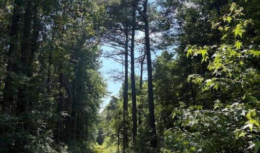 Photo #6 of Near 8944 Chauncey Town Rd, Lake Waccamaw, NC 67.7 acres