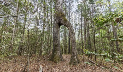 Photo #58 of 215 Cameron Camp, Cameron, NC 900.0 acres