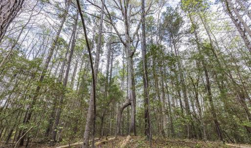 Photo #49 of 215 Cameron Camp, Cameron, NC 900.0 acres