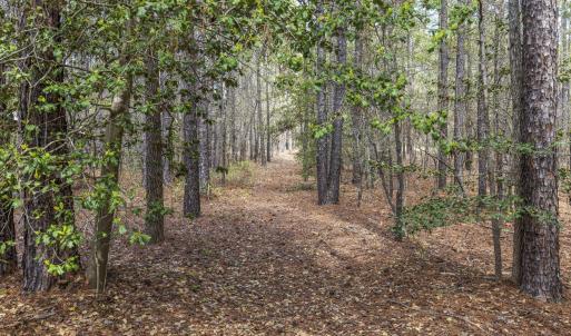 Photo #66 of 215 Cameron Camp, Cameron, NC 900.0 acres